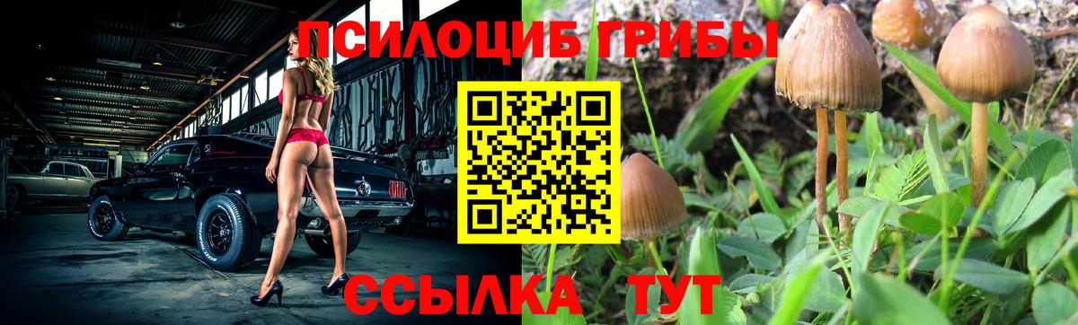 Галлюциногенные грибы Psilocybe Нововоронеж